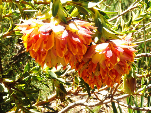 Kirstenbosch National Botanical Garden.